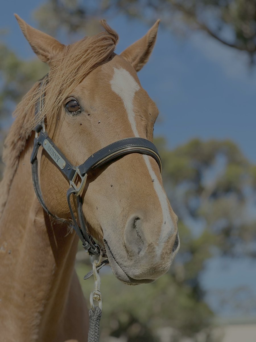 lunarandsunny's tweet photo. Since I’m essentially at 10k followers, and will probably be asleep when it happens, I just wanna say a big thank you

It’s really an honour to have so many people invested in my horse. I hope to keep posting about horses for a long time to come. 🙏 https://t.co/vS2MxK9oFj