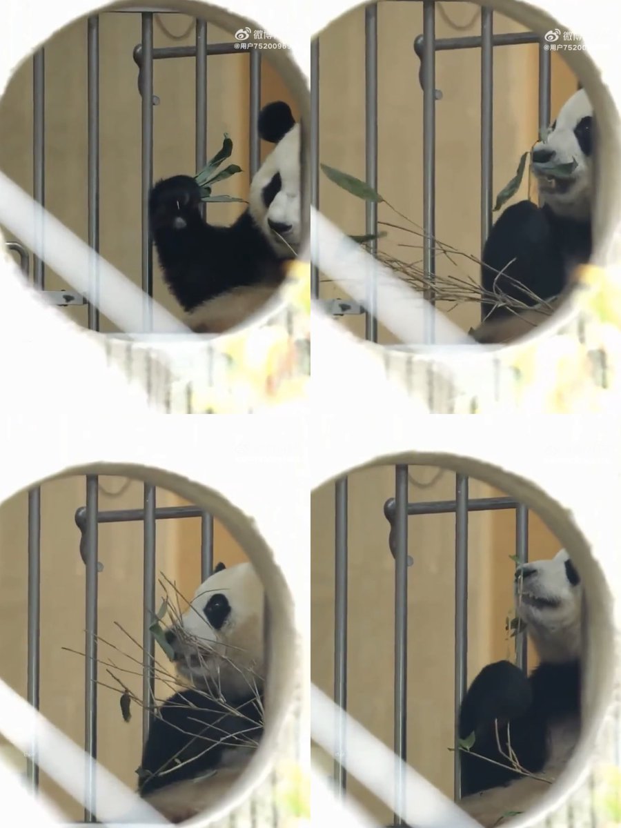 hi_furuhu's tweet photo. 오늘 치지가 받은 얼음과 댓잎 ......
푸야가 먹은 댓잎이랑 너무 차이 나는데 같은 기지 맞는지 
안 그래도 힘든 시기에 더 잘 챙겨줘야지 사육사는 저 대나무 교체 안 하고 그냥 퇴근했나 봐
먹을 건 없고 배고파서 마른 댓잎 먹는 푸야가 안쓰러워 ...
그지같은 선수핑 꼭 탈출하자 😭 https://t.co/tnmKjD1Dej