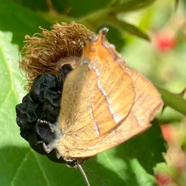 sesame86's tweet photo. Tony Clancy just sent me this image of a male Brown Hairstreak on a blackberry on his allotments along Summers Lane, nr Coppetts Wood/N Circular, N London - lots of plums, some blackthorn on Glebelands nearby https://t.co/9Int2ZPpr2