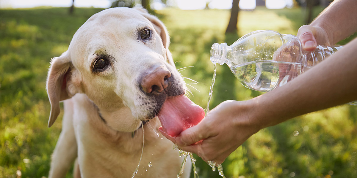 Occidentmarquez's tweet photo. ¿🐕Sabes cómo proteger a tu perro del calor en verano? Pequeños gestos pueden marcar una gran diferencia en su bienestar. ¡Toma nota! https://t.co/OkQp1aGaIG https://t.co/buWrJbICsN