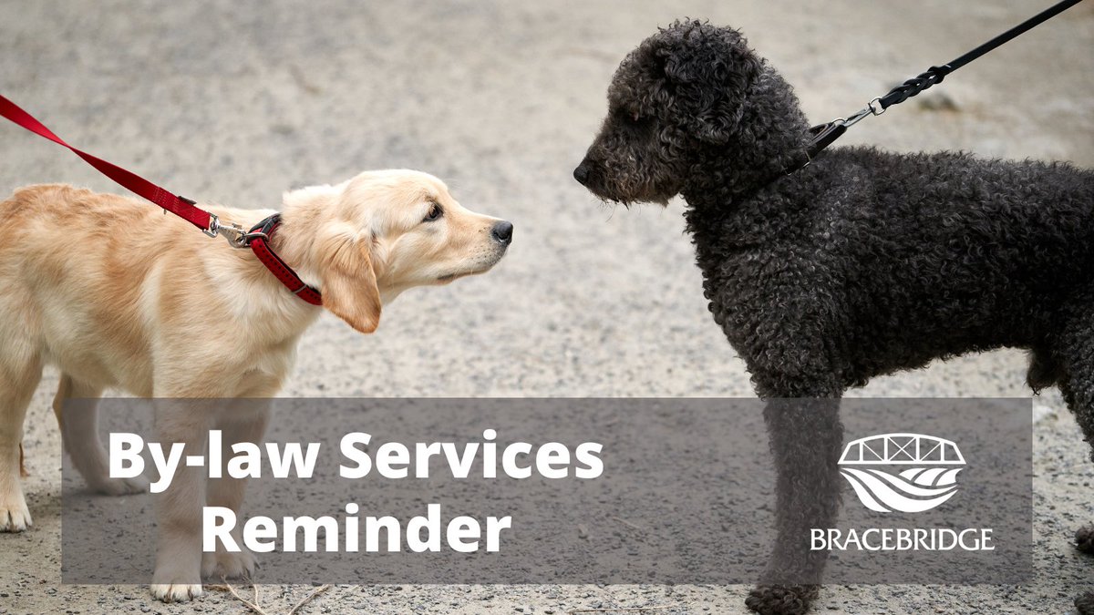 townbracebridge's tweet photo. Time for your evening stroll with Fido? 🐕‍🦺
Don’t forget your leash!

No matter how well trained your pet may be, they are required to be on a leash at all times. 

Learn more at https://t.co/LRnQJ92QnD https://t.co/atWu8kuvUZ