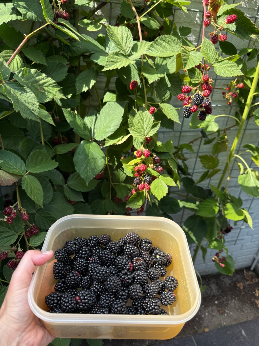 mariskArt's tweet photo. Prima buit weer vandaag #bramen 

Wat zou dat nou kosten in de winkel…..?
#PFASbramen-uit-eigen-tuin https://t.co/DJMriWWPIe