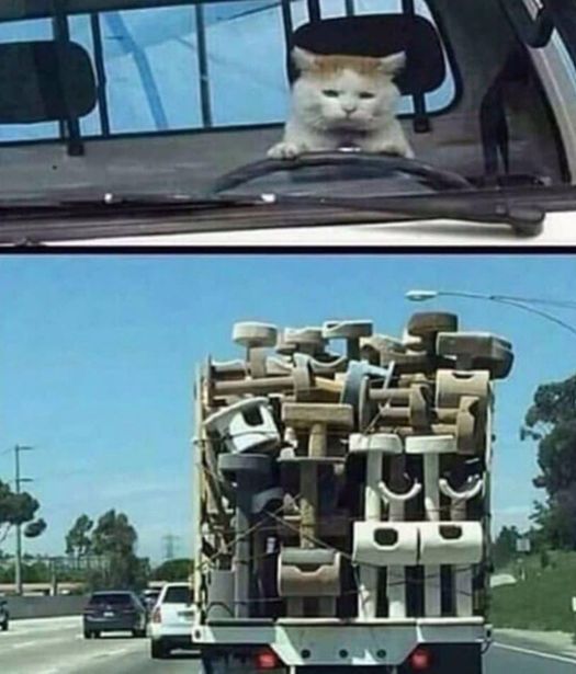 CatWorkers's tweet photo. https://t.co/vIkmBybaha