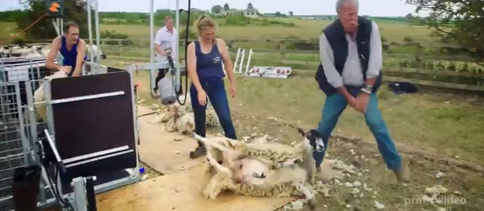 SamaHoole's tweet photo. Jeremy Clarkson, who spent decades wrestling supercars round racetracks, was handed the easy job at shearing time. He fancied the hard one instead. The sheep tackled him to the ground and kicked him square in the privates.

This is a man who had already declared, after they hopped every wall he built, "I hate sheep. I cannot wait to eat them." The sheep, it is fair to say, felt the same about him.

It is thirty of the best seconds in the show, and it teaches you more about shearing than any explaining could.

From the sofa it looks simple. Someone bends over a sheep, the wool peels off in one piece, next. It looks like mowing a lawn. What you are watching is years of practice hidden inside two minutes.

And the skill is not in the clippers. It is in the sheep.

A ewe is big, strong and frightened, and does not want to be held. The whole art is in how you hold her. A good shearer sets her on her rump and against their legs so she goes still and almost trance-like, because a calm sheep does not struggle and a still sheep does not get cut. Every position has a reason. Tip her one way and the skin pulls tight so the blade runs safe. Turn her another and the long strokes come off the back in a single sweep.

Get it wrong, as Clarkson did, and the sheep simply wins. She kicks, she bolts, and you are in the muck while the professionals wipe their eyes.

Get it right and a top shearer takes a fleece cleanly in two or three minutes, harms nothing, and does it three or four hundred times before the light goes. Bent double, in the heat, a strong animal fighting you every time. One of the hardest trades left in the country, and it hides it completely, which is why people assume anyone could do it.

Nobody can do it in an afternoon. That is the point.

And this is the trade Britain has decided to make harder to staff, a skill it assumed would always be there, held by fewer and older hands each year. We watched a very capable man floored by a single sheep, and we laughed.

It was also the whole argument, delivered by a ewe, in half a minute. Treat the experts as if anyone could replace them, and you will learn, the hard way, that nobody could.