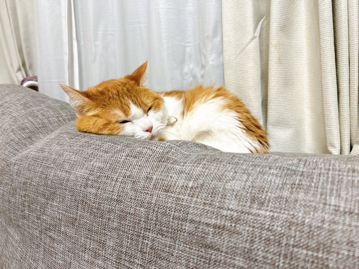 AzusaTadokoro's tweet photo. 間違って限定公開にしてしまったので、
#ころあずちゃんねる　のURL変わります🙇🙇🙇
こちらに集合でお願いします！！

https://t.co/8uJML9Mrnv

まだ寝ないで！！
(あずさ) https://t.co/acyTVI1S09