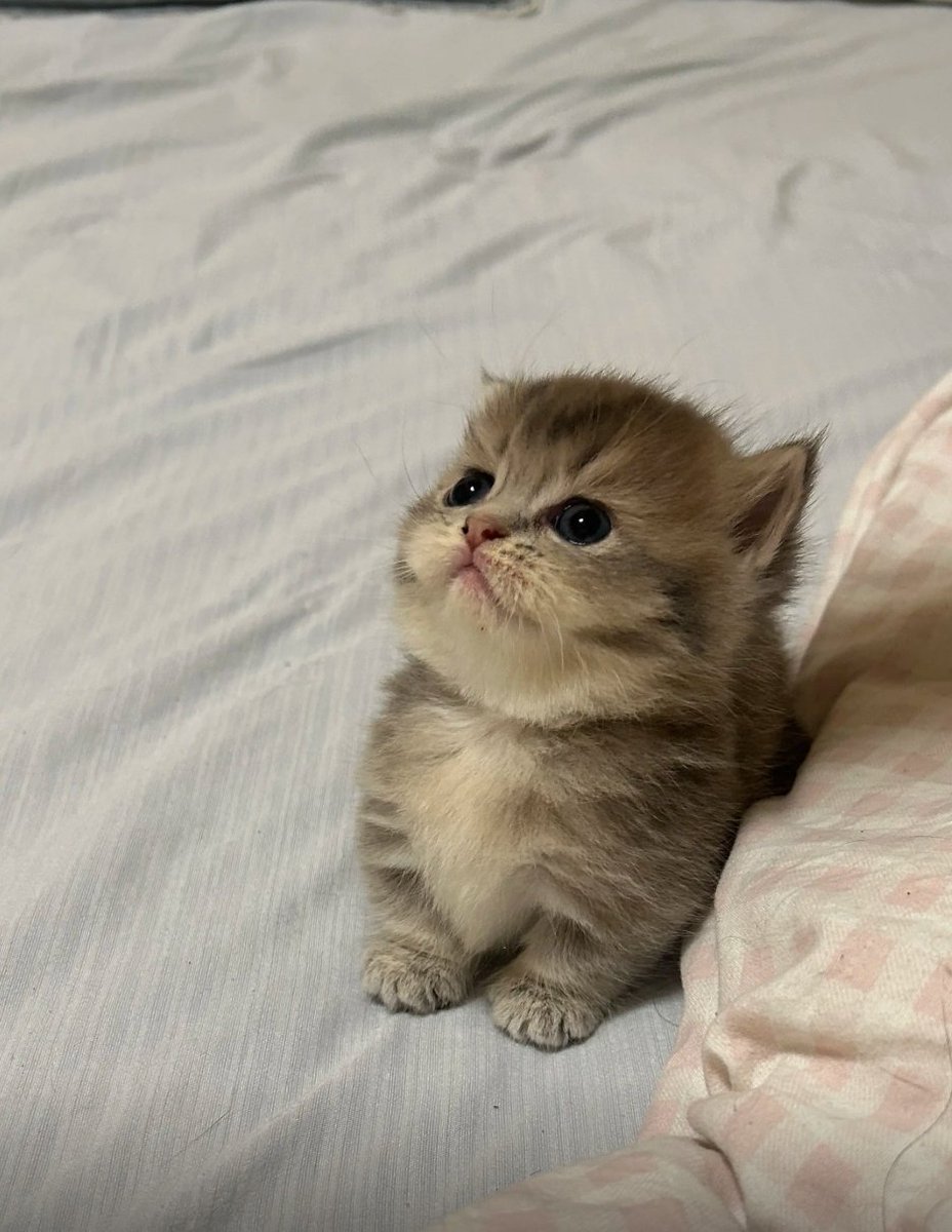 Catsillyness's tweet photo. https://t.co/k4gYe8wCvf