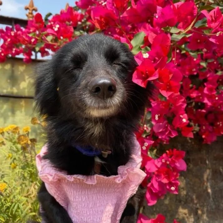 AcervoCharts's tweet photo. Conheça Kalli, a doguinha que é completamente apaixonada por flores. https://t.co/R0Xc7leSvf