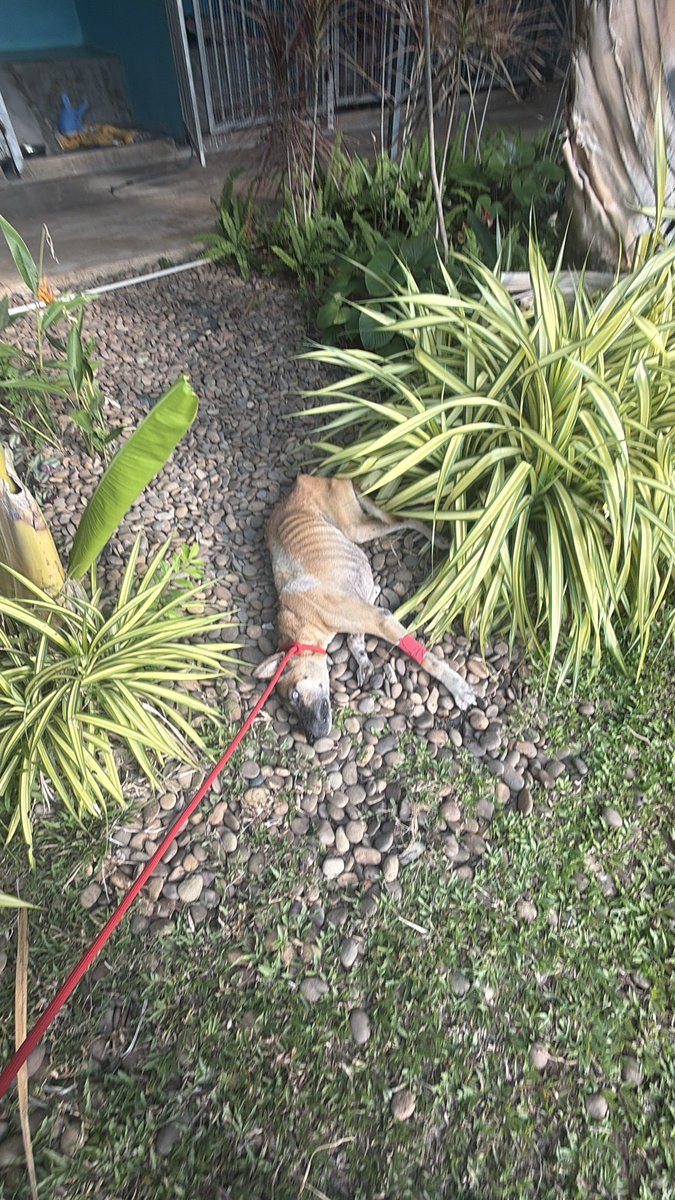 wearehappydoggo's tweet photo. This is how we found Rocky 3 months ago. He’d been dumped on the streets because he was old and blind. He was completely discarded, just waiting for the end… https://t.co/y0Yt0QU2ay