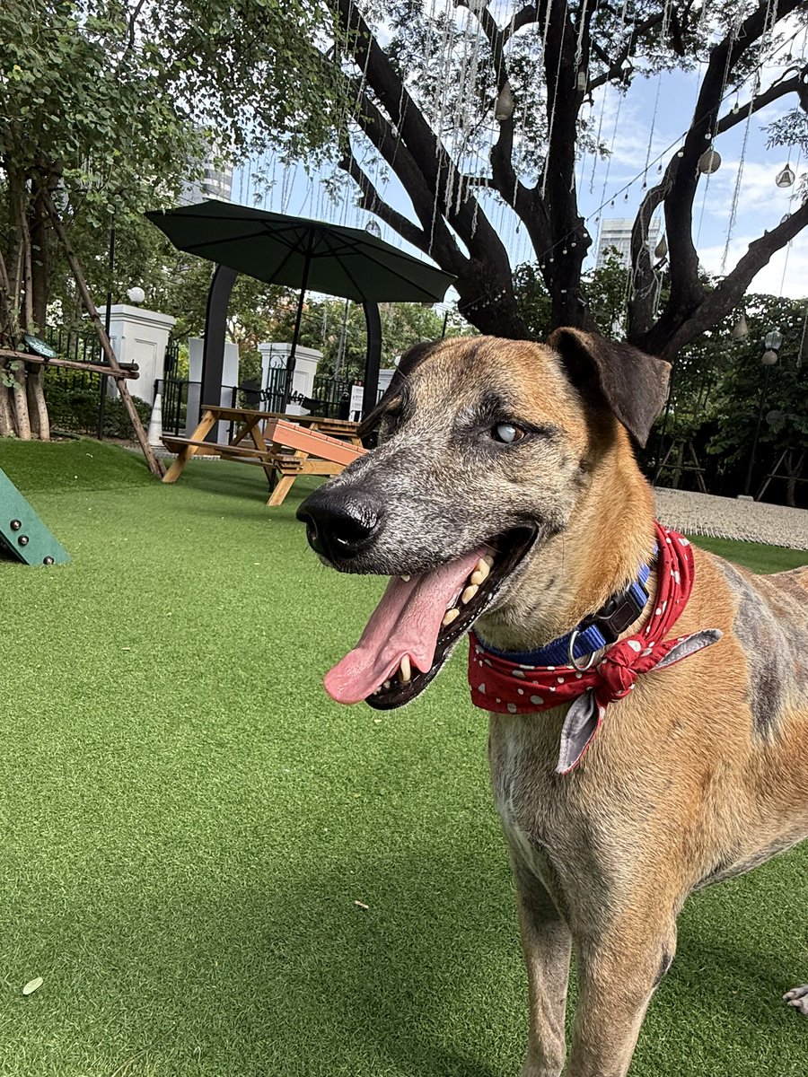 wearehappydoggo's tweet photo. This is Rocky today. Not only did he heal, he found his forever home with a family who treasure him ❤️ https://t.co/E9F0HrjKO1