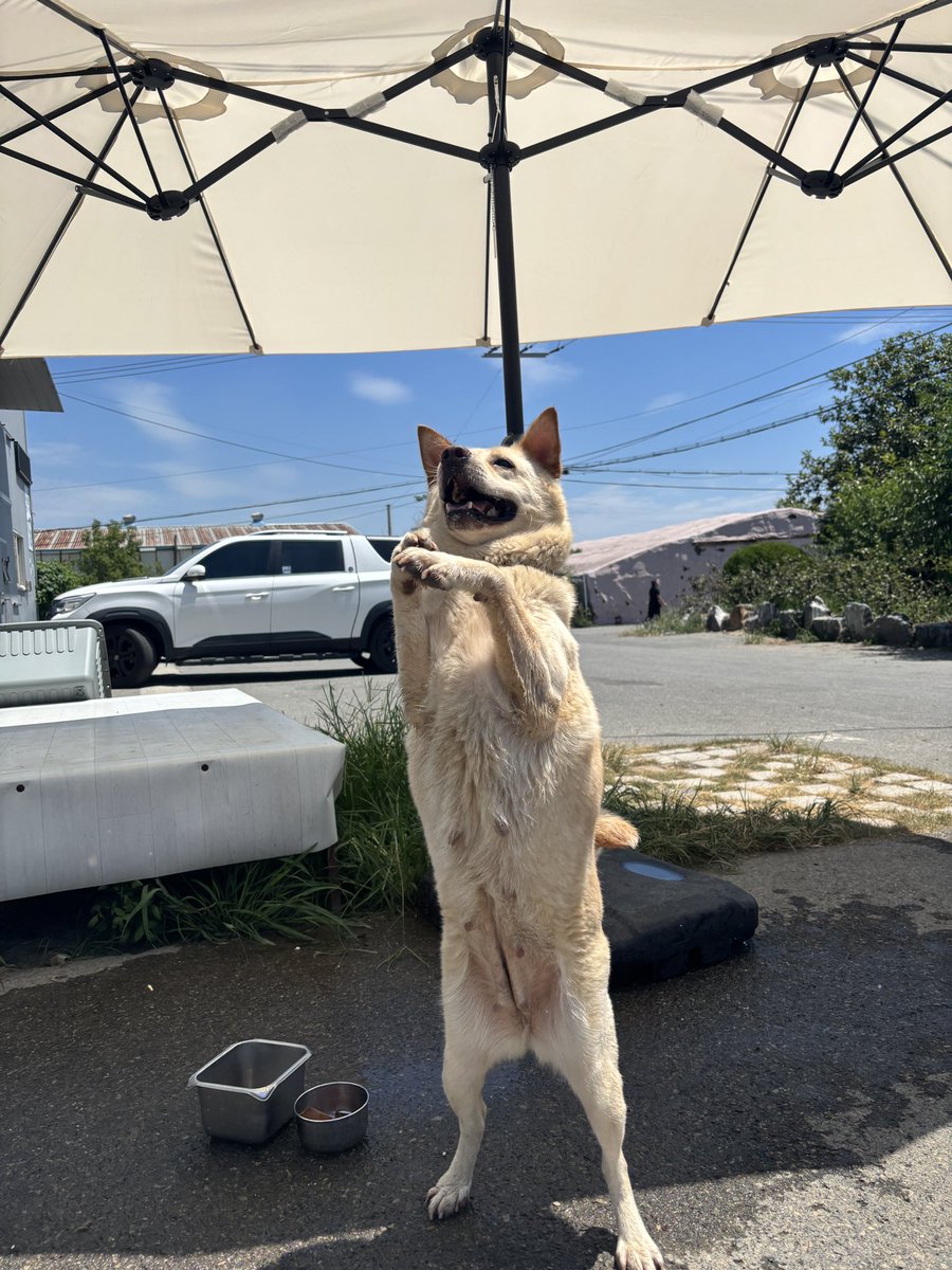 busananimal_'s tweet photo. 춤추는 강아지 데리고 가실 분 찾습니다!! 
우리 푸바오 산책을 너무 좋아하고 사람 좋아합니다!!!! 먹는 것에 있어서 예민한 점 빼고는 아주 완벽한 강아지!! 애교 너무너무 많아요😍😍 
혹시나 푸바오 입양 원하시는 분은 센터에 푸바오 입양 문의로 연락 부탁드릴게요!! 
센터에서 아끼는 우리 푸바오!! 얼른 좋은 집으로 입양 갈 수 있도록 많은 관심 부탁드립니다!
