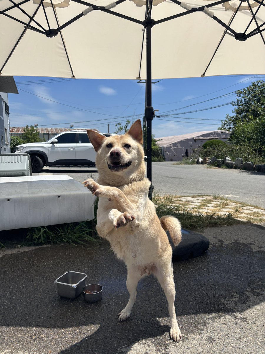 busananimal_'s tweet photo. 춤추는 강아지 데리고 가실 분 찾습니다!! 
우리 푸바오 산책을 너무 좋아하고 사람 좋아합니다!!!! 먹는 것에 있어서 예민한 점 빼고는 아주 완벽한 강아지!! 애교 너무너무 많아요😍😍 
혹시나 푸바오 입양 원하시는 분은 센터에 푸바오 입양 문의로 연락 부탁드릴게요!! 
센터에서 아끼는 우리 푸바오!! 얼른 좋은 집으로 입양 갈 수 있도록 많은 관심 부탁드립니다!