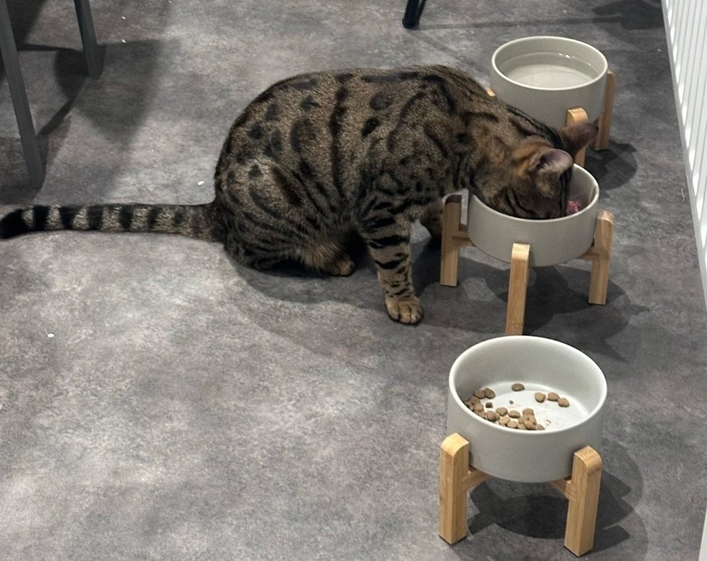 MissingPetsGB's tweet photo. A happy ending for Zephyr! He strolled ìn home last night completely unfussed after 2 months away!! #reunited 

Zuri, however is still #missing so please keep eyes open for him.

#Shrewsbury https://t.co/K10OVqT0Jc