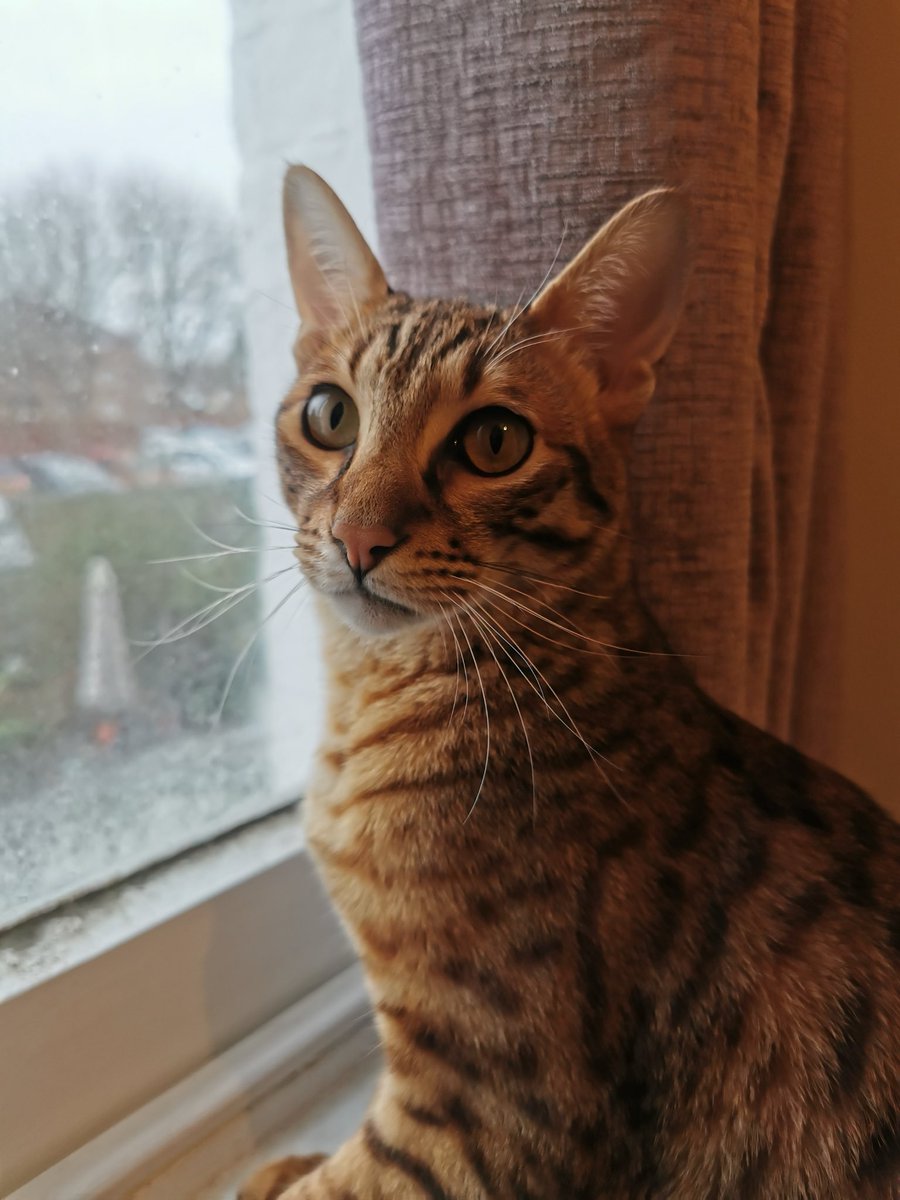 MissingPetsGB's tweet photo. A happy ending for Zephyr! He strolled ìn home last night completely unfussed after 2 months away!! #reunited 

Zuri, however is still #missing so please keep eyes open for him.

#Shrewsbury https://t.co/K10OVqT0Jc