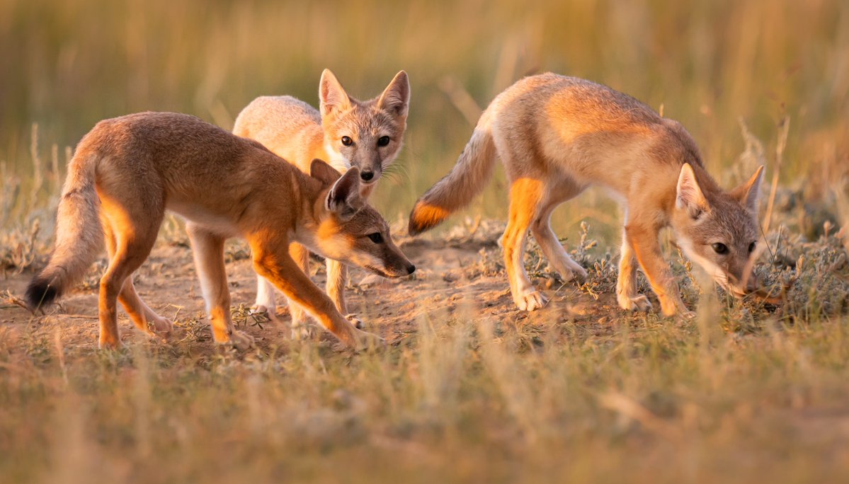 Canada's tweet photo. Canada is full of fantastic foxes! The country is home to four native fox species: the red, grey, swift, and arctic fox. In your opinion, which is the cutest Canadian #fox? 🦊 https://t.co/4rMuSOs2rL