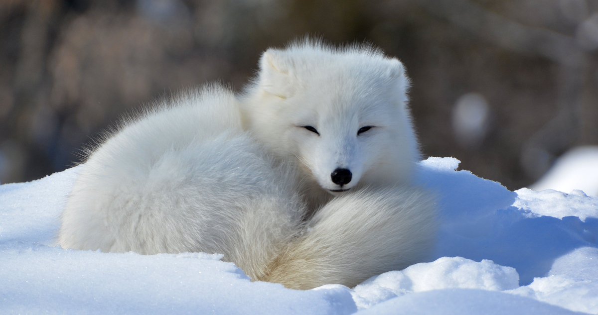 Canada's tweet photo. Canada is full of fantastic foxes! The country is home to four native fox species: the red, grey, swift, and arctic fox. In your opinion, which is the cutest Canadian #fox? 🦊 https://t.co/4rMuSOs2rL