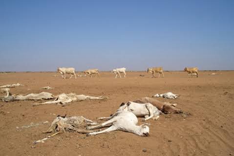 Eco365SI's tweet photo. Don’t get it twisted…there is NO economic prosperity on a dying planet.
No national security without climate security.
No lasting peace where livelihoods continue to collapse.

Climate action is the only pathway to survival.
#ClimateActionNow https://t.co/IxA7JH3SYk