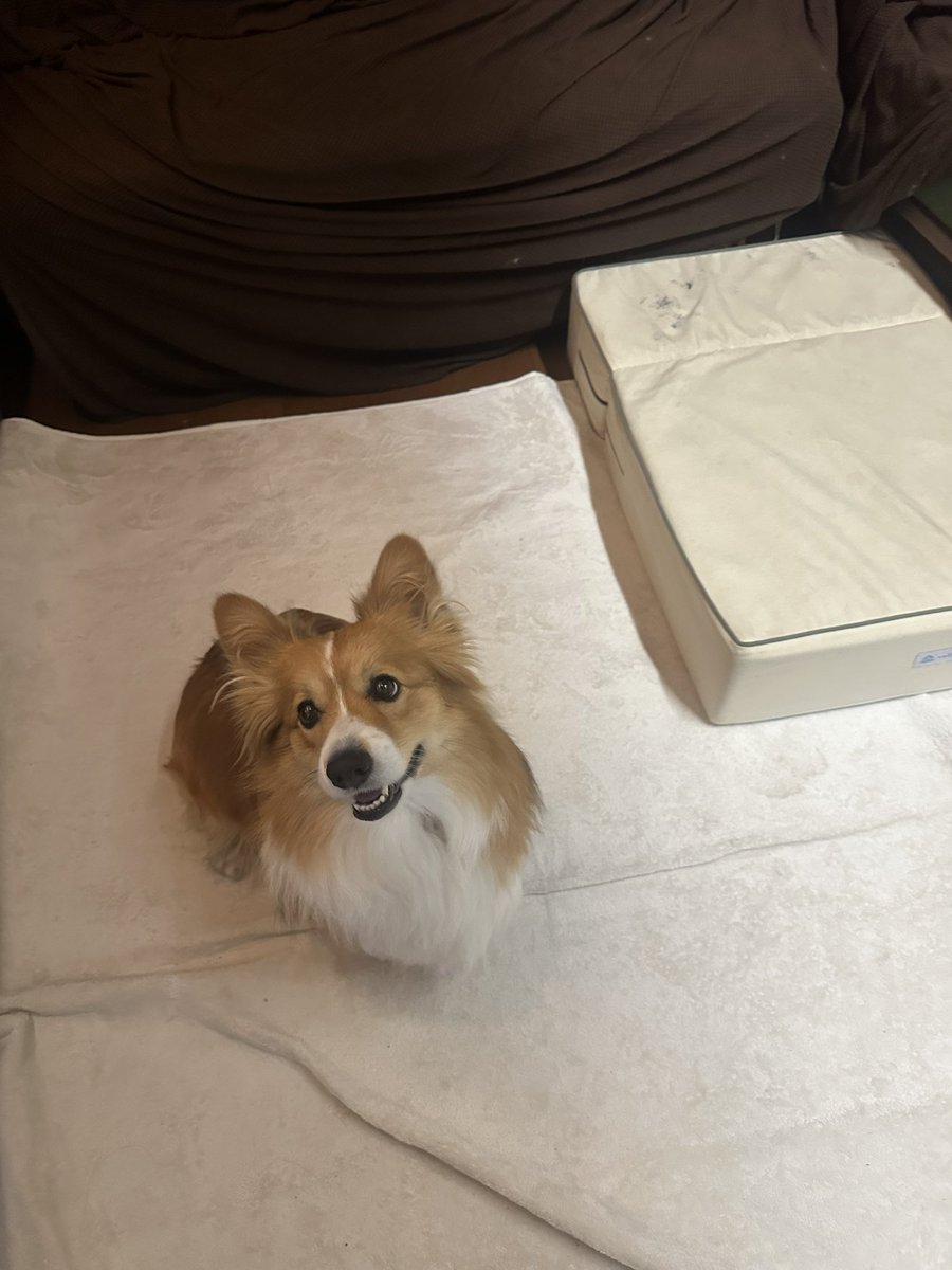 EggsytheFluf's tweet photo. 遊んで欲しイーヌ https://t.co/tYzeOhTwYM