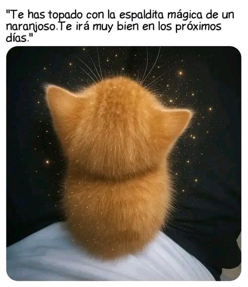 Tio Felino (Leo) tweet media