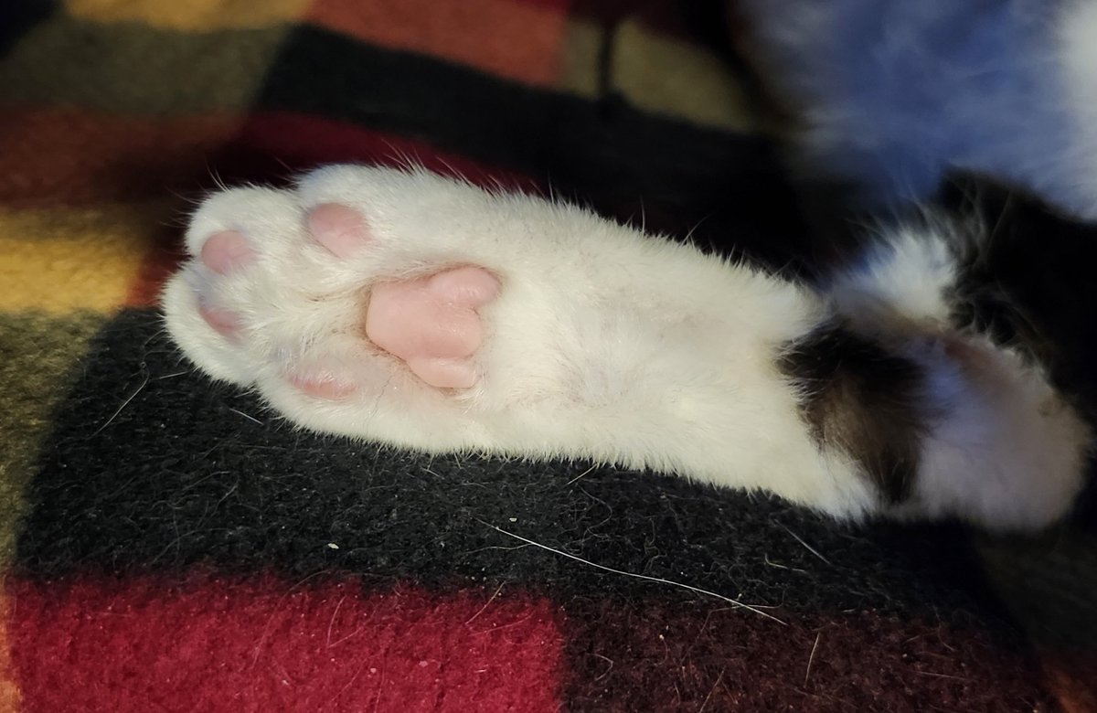 MysticalMayhm's tweet photo. #Toebean Tuesday!
Calhoun has the cutest tuxedo girl toes. 
Today I have a important appointment for my annual catching up on missed Mammograms since 2023. So I will be in and out of the house. https://t.co/644ofOdgeu