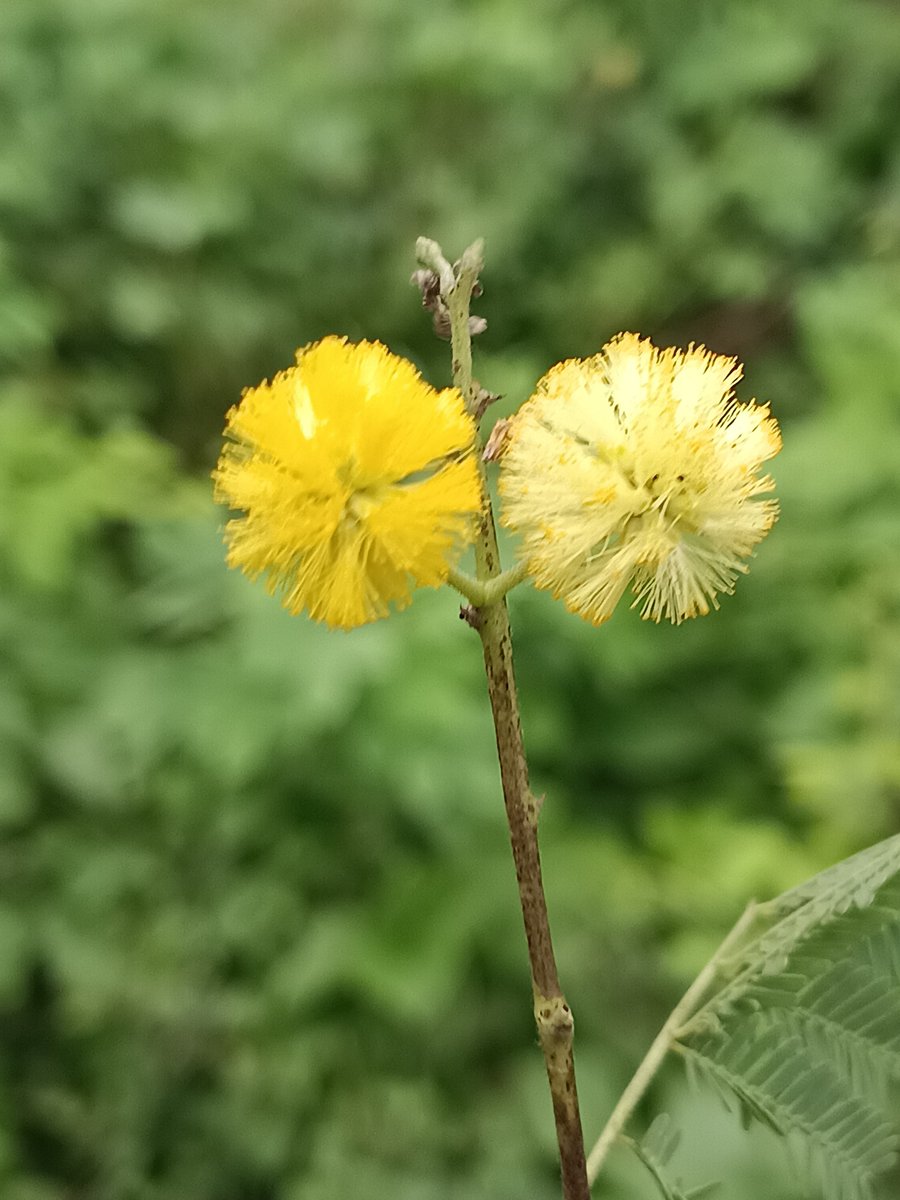 sarkar32150's tweet photo. This small yellow flower gives oxygen, gives shade. 
Yet we cut trees without thinking.
Today I take a pledge - I will plant at least 1 tree 🙏
#WorldNatureConservationDay #PlantTrees #MotherEarth
#WorldNatureConservationDay
#HaritBharat
#GreenIndia
#SaveNature
#PlantTrees
#MotherEarth
#ClimateAction