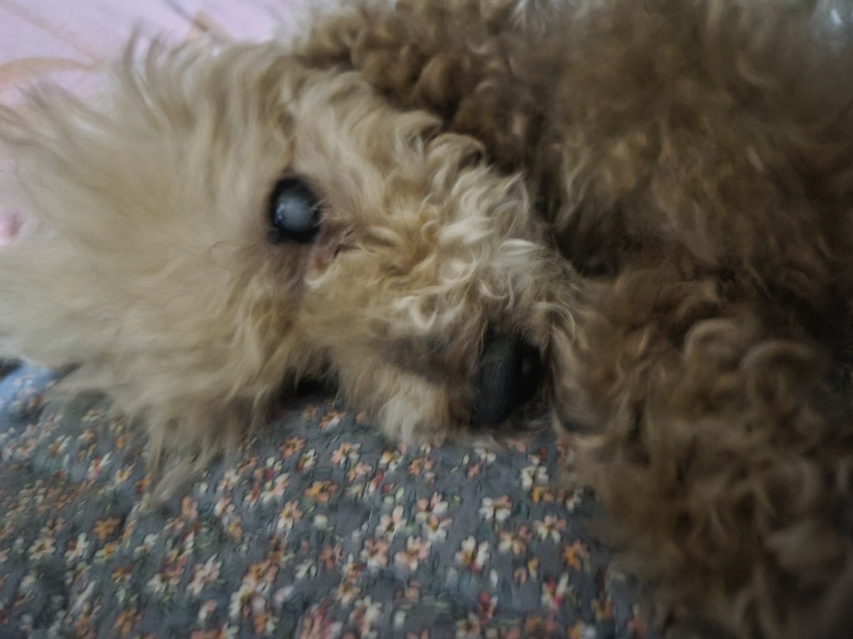 theYellowTart's tweet photo. 집에오면 날 반겨주는 입냄새의 악마 https://t.co/fHx19fUJ2q
