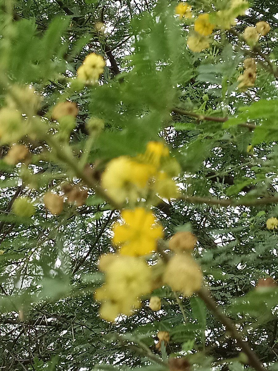 sarkar32150's tweet photo. This small yellow flower gives oxygen, gives shade. 
Yet we cut trees without thinking.
Today I take a pledge - I will plant at least 1 tree 🙏
#WorldNatureConservationDay #PlantTrees #MotherEarth
#WorldNatureConservationDay
#HaritBharat
#GreenIndia
#SaveNature
#PlantTrees
#MotherEarth
#ClimateAction