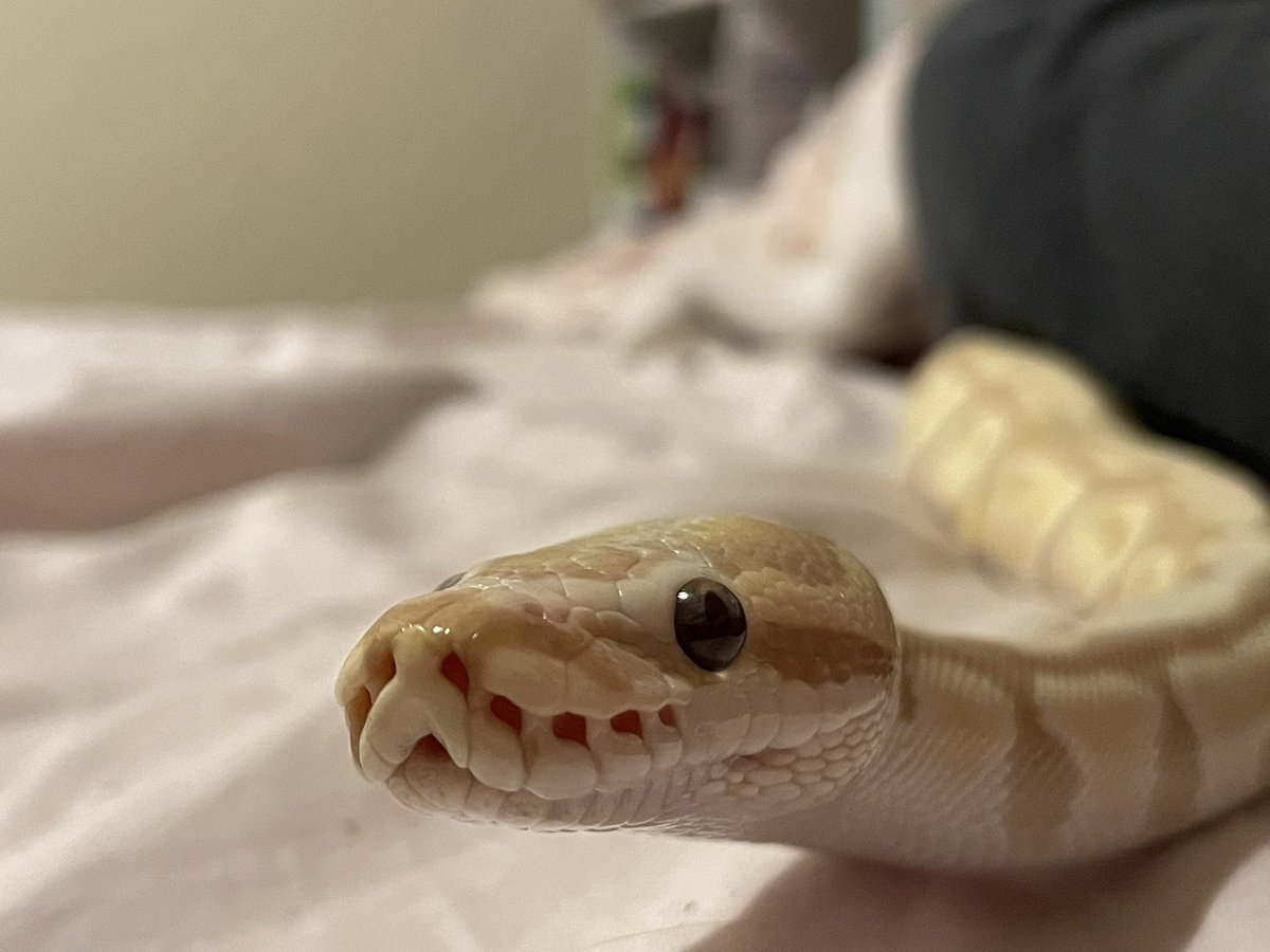 magicianscard's tweet photo. @akanthosIRL Thank you her name is rosie 🥹🥹🥹 she is a very sweet girl https://t.co/Njqzlx4t8Y