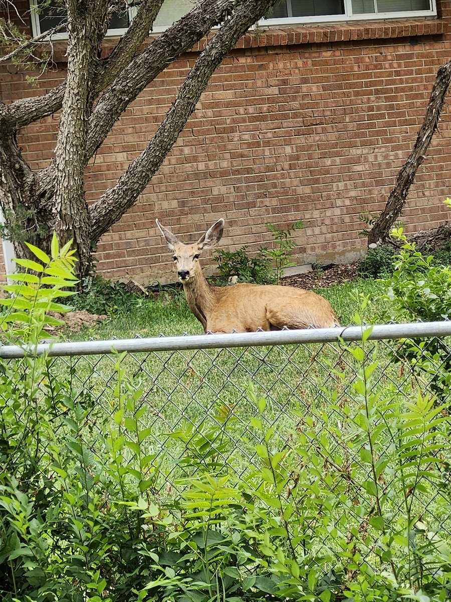 MysticalMayhm's tweet photo. QP or share your deer, elk, moose (or similar) shots. 🦌🫎 https://t.co/6AKheHC5YR