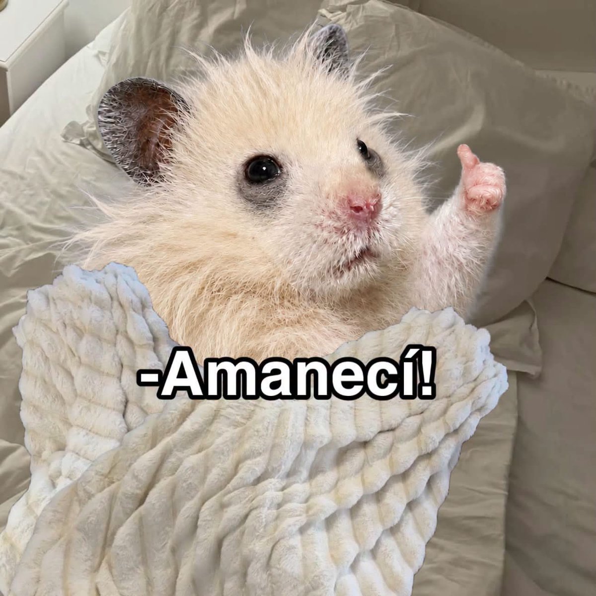 Javisness's tweet photo. -“Como amaneciste?”

Yo: https://t.co/XTRYFlz8E9