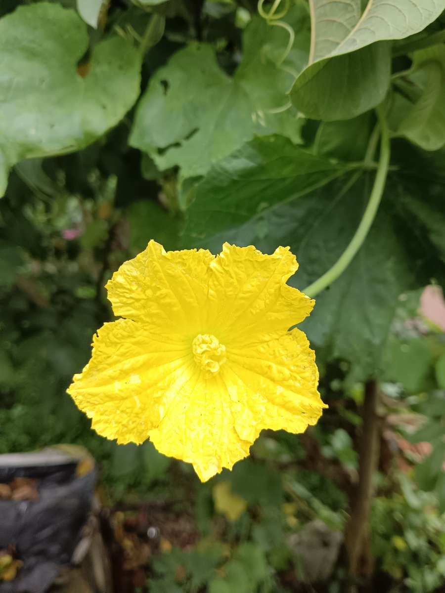 sarkar32150's tweet photo. From flower to food 🌼
This Kumro Phool will become Kumro later.
Nature gives us everything if we protect it.
#WorldNatureConservationDay #HaritBharat #GrowYourOwnFood 🌿🇮🇳
#WorldNatureConservationDay #HaritBharat #GreenIndia #SaveNature 
#PlantTrees #GrowYourOwnFood #NaturePhotography #OrganicLife 
#VillageLife #Bengal #IncredibleIndia #MotherEarth