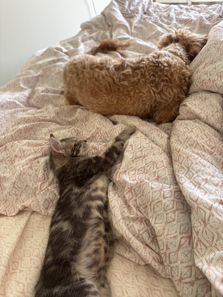 cattingwoman's tweet photo. köpeklerle şöyle yatan bir gümüş kedi 
yuva arıyorum 
istanbul https://t.co/F8RL97mrof
