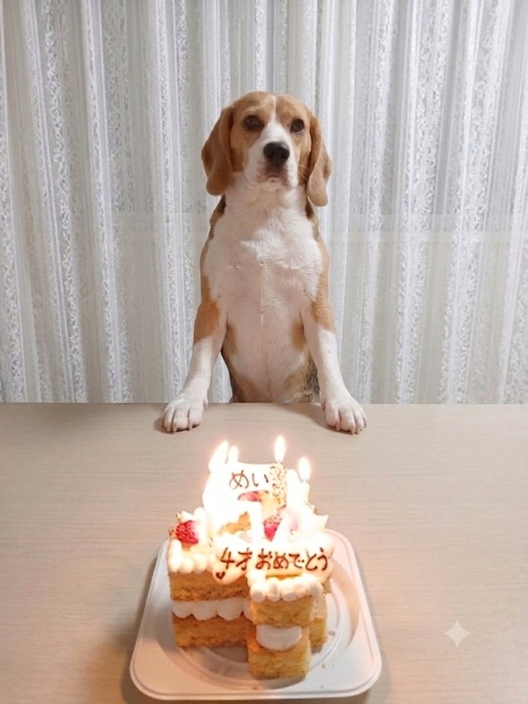 syn3104's tweet photo. こんばんワン🐾本日7/28はわたちめいちゃん4歳の #Birthday だワン🐾 #ケーキ 食べて #プレゼント にメッシュのベット貰っただワンよぉー🐾皆もいい犬でケーキ貰うだワンよぉー🐾
 #ビーグル #Beagle #犬との生活 https://t.co/cT5xHDW8rH