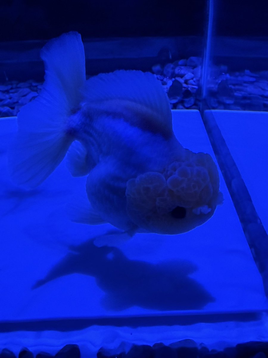 mieww33's tweet photo. 물멍 🪼🐠🐙🐟🦑🐋 https://t.co/vRVNKV3imE