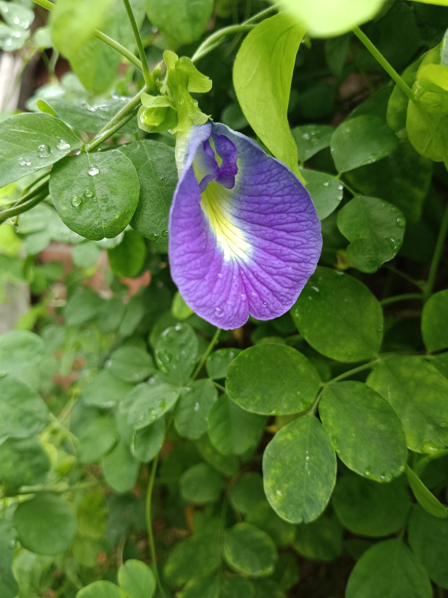 sarkar32150's tweet photo. "Nature's own blue gift" 💙
This Aparajita flower is not just beautiful. 
In Sanatan, it symbolizes victory, peace and divinity.
Protect nature, protect dharma 🌿🙏
#WorldNatureConservationDay #HaritBharat #SanatanDharma 🇮🇳
#WorldNatureConservationDay #HaritBharat #GreenIndia #SaveNature
#PlantTrees #AparajitaFlower #ButterflyPea #SanatanDharma
#NaturePhotography #MedicinalPlants #IncredibleIndia #MotherEarth
#BlueTea #Bengal🇮🇳