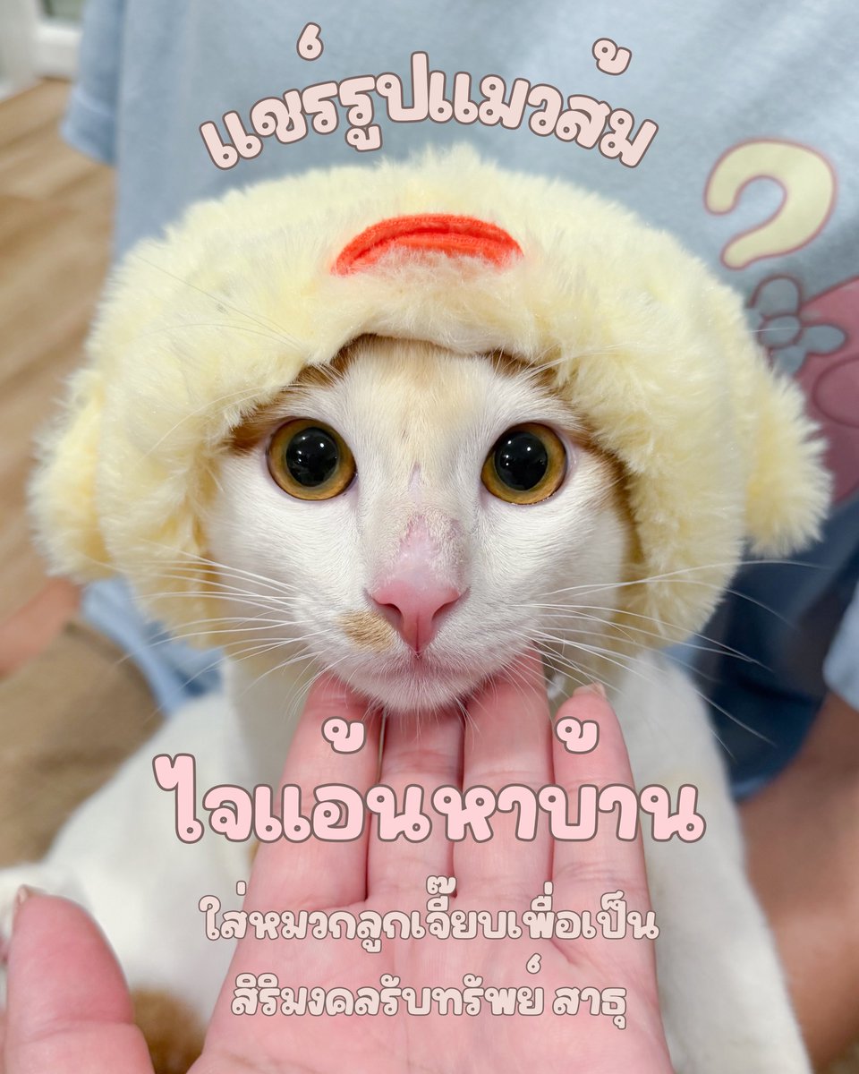 baanneemeenoo's tweet photo. แชร์เลยฮัพพี่ๆ เปิดดวงรับทรัพย์กันนะฮัพ สาธุ 🙏🏻

#straycatforadoption #rescuedcatforadoption #แมวจรหาบ้าน #แมวหาบ้าน https://t.co/w6jBQoZmEW