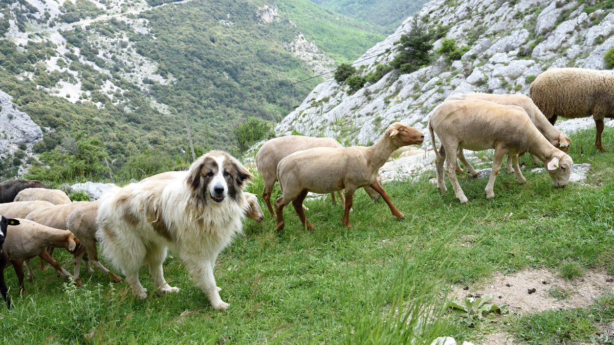 Image de Préfète de la Savoie - 🐑 #Montagne | Face à la prédation du loup, de nombreux éleveurs font appel à des chiens de protecti