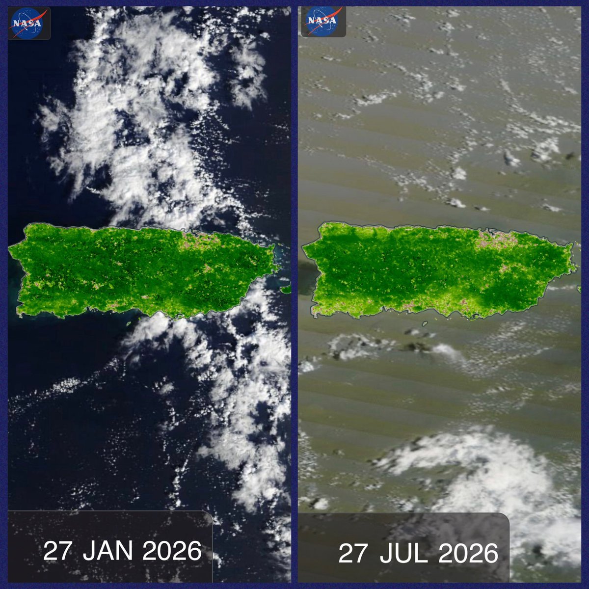 adamonzon's tweet photo. [CAMBIOS EN VEGETACIÓN DESDE EL ESPACIO] Observe ambas imágenes. #PuertoRico sigue perdiendo verdor 🍃➡️🍂 y el cambio ya se observa desde el espacio.

🛰️ Estas imágenes de @NASA comparan el #NDVI (Normalized Difference Vegetation Index) un indicador de la condición de la vegetación entre el 27 de enero y el 27 de julio de 2026. En seis meses, se aprecia una reducción importante del verdor, particularmente en sectores del sur, consistente con meses de deficiencia de lluvia y el desarrollo de la sequía.

🌱 Muchas personas preguntan: “¿Entonces debemos reforestar?” Sí, pero en plena sequía no necesariamente es el mejor momento para sembrar si no existe disponibilidad de agua para establecer y mantener los árboles. Una planta recién sembrada necesita humedad constante para desarrollar sus raíces. Con racionamiento, no es recomendable. Reforestar también significa planificar cuándo sembrar, seleccionar especies adecuadas y asegurar su supervivencia, idealmente aprovechando períodos más húmedos.

OJO: El NDVI puede variar por diferentes factores y estas imágenes por sí solas no atribuyen todo el cambio exclusivamente a la sequía. Sin embargo, la reducción de lluvia y las condiciones de sequía que atraviesa Puerto Rico son consistentes con gran parte del patrón observado.