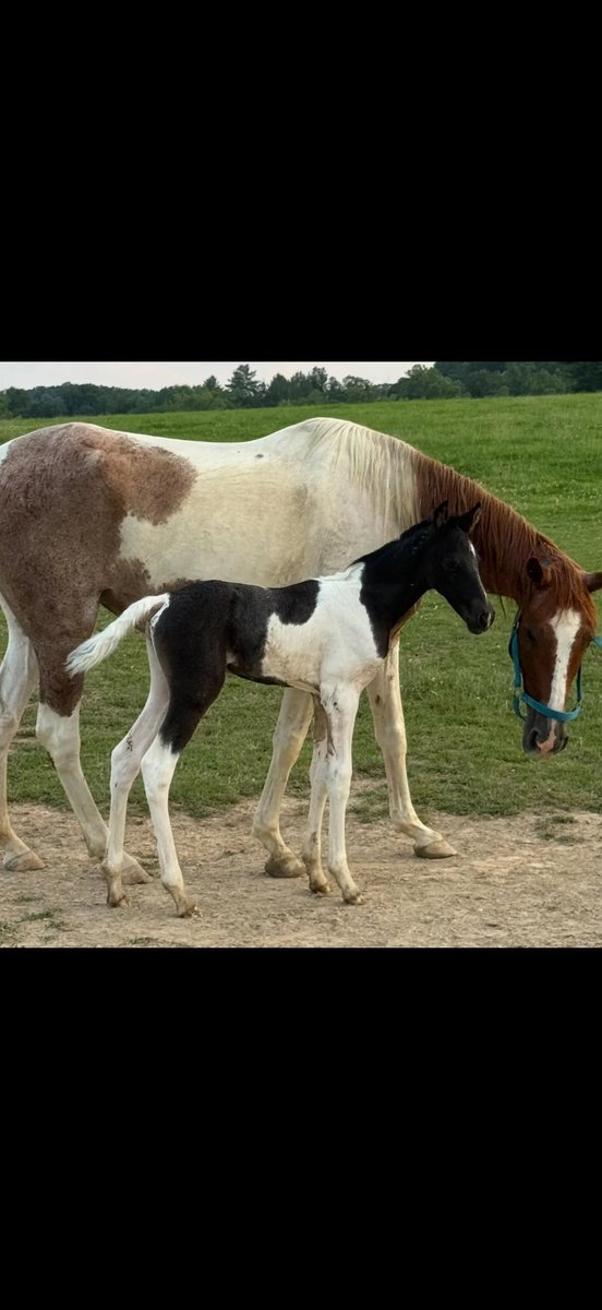 brandonsmith77's tweet photo. Blue roan turning red?#CutePets #Horses #HorseManager #DailyLifeOnTheHorseFarm https://t.co/ZGlR6YzuKB