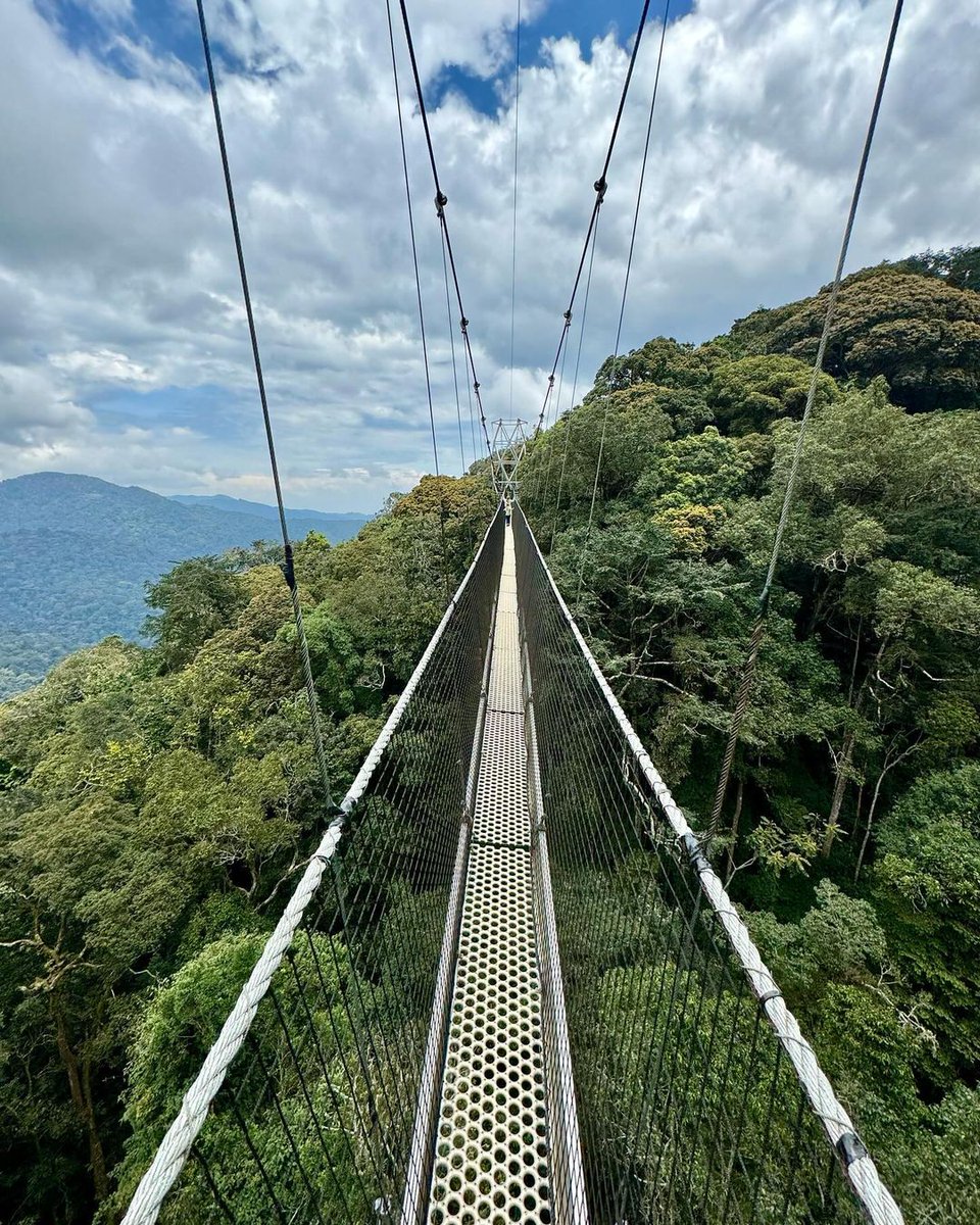 vazqueztourst's tweet photo. 🌍 Today we celebrate #WorldNatureConservation Day 

We believe travel should protect the places we explore. From Rwanda’s mountain gorillas and ancient rainforests to the incredible wildlife of Akagera, we support responsible tourism that preserves nature for future generations. https://t.co/Z7Yalq3Pgg
