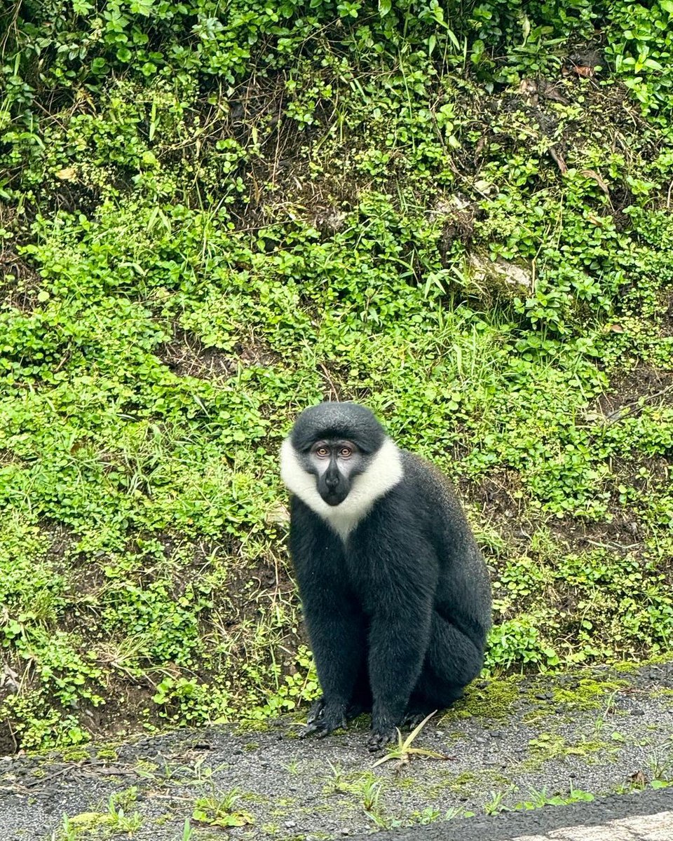 vazqueztourst's tweet photo. 🌍 Today we celebrate #WorldNatureConservation Day 

We believe travel should protect the places we explore. From Rwanda’s mountain gorillas and ancient rainforests to the incredible wildlife of Akagera, we support responsible tourism that preserves nature for future generations. https://t.co/Z7Yalq3Pgg
