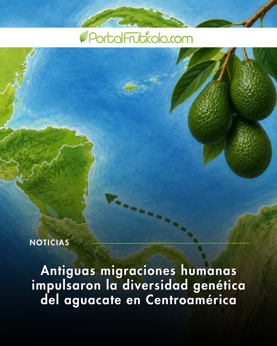 PortalFruticola's tweet photo. 🥑 Un estudio del Smithsonian y Texas A&M revela que antiguas migraciones humanas impulsaron la diversidad genética del aguacate en Centroamérica, un recurso clave para enfrentar enfermedades y el cambio climático.
Más:
https://t.co/Rw2o3jccVF
#Aguacate #Palta https://t.co/U0U8K0t91n