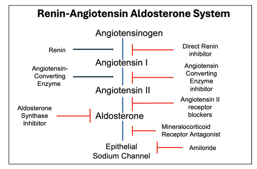 mrcsgmb84's tweet photo. El manejo de la HTA no controlada en Enfermedad Renal Crónica (ERC) exige innovación. Una revisión reciente plantea un paradigma fascinante: la inhibición combinada de Aldosterona Sintasa (ASI) + iSGLT2.  👇🧵
@ISHBP @saha_hipertens
@nicolasrennamd @guidodamianich
@FaustoHerediaDr @SABOURETCardio
@SENefrologia @SLANH_ 
@IcyfaSemi @redGDPS @PerlaZambrano @JonathanNefro