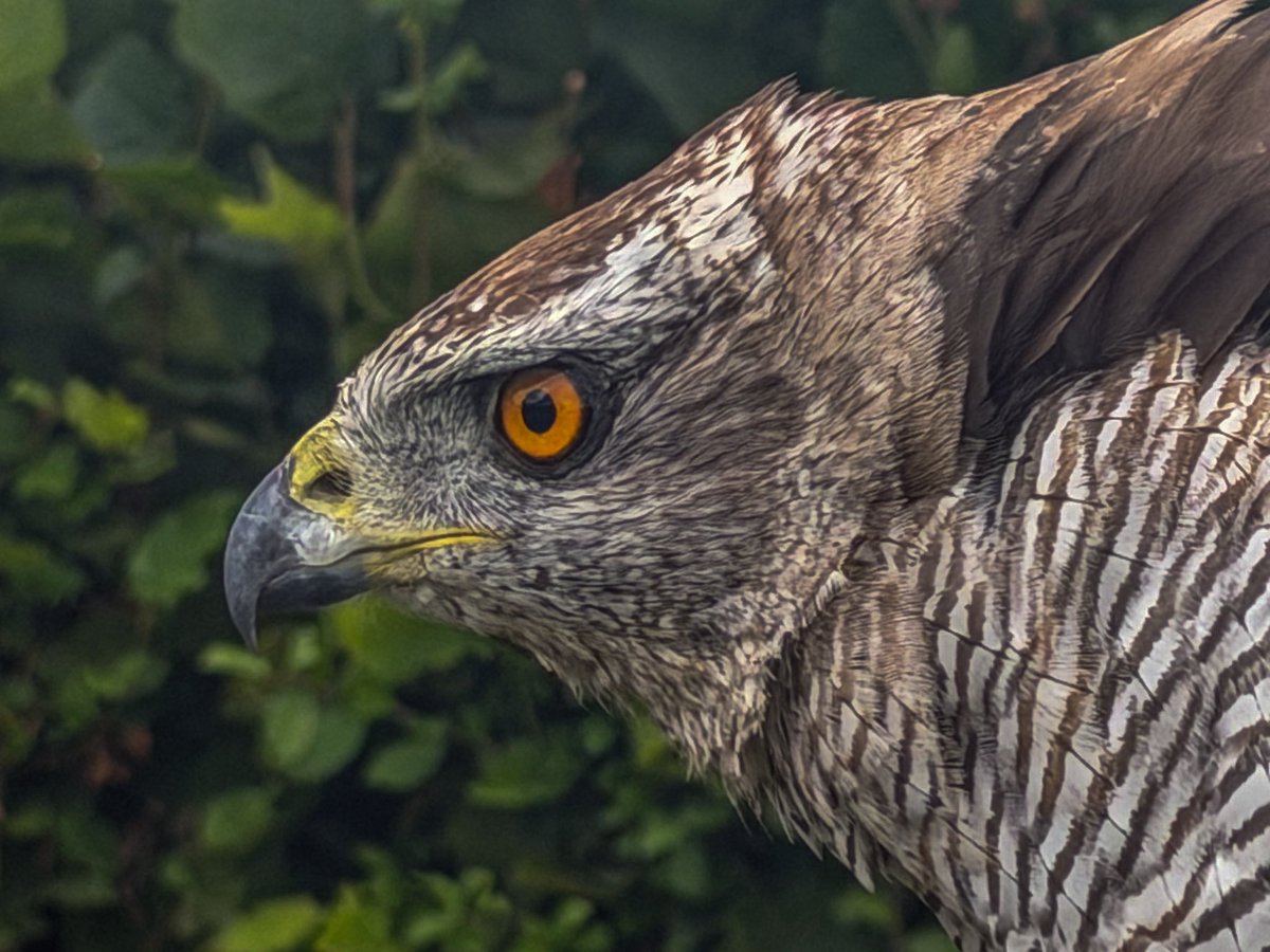 Gsxr1000UKKO's tweet photo. Been to see an old friend today
#gos #goshawk #bop #falconry #iphonephoto https://t.co/1sQKhmkeFU