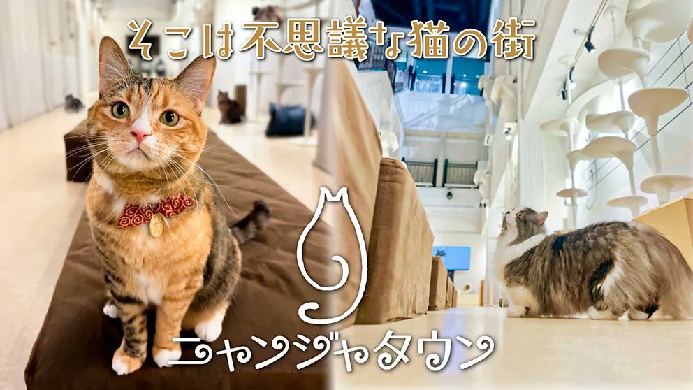 denfaminicogame's tweet photo. 「ナンジャタウン」内の猫のふれあいパーク「ニャンジャタウン」が9月30日をもって営業終了へ。2021年10月のオープンから約5年
https://t.co/ePcmbkhlxU

猫たちは福岡県の「P2ペットワールド トリアス久山店」へ全員お引っ越し。移転後も大切にお世話を続け、日々の様子を公式SNSで発信していくという https://t.co/J9zhVarqfe