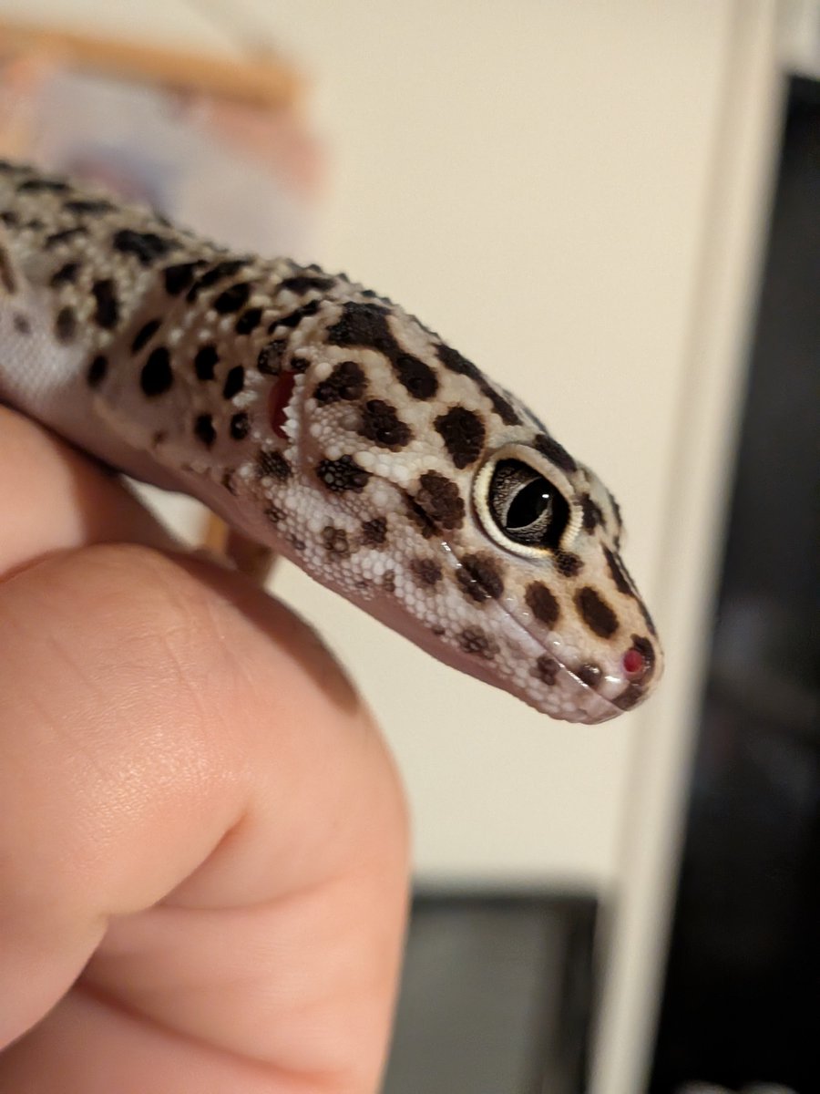 coffe_ore_ab's tweet photo. 色々な方に聞いたら
しろまろは女の子だったみたいです🦎

一歳過ぎたから、自分で雌雄判別できるか見てたけどやっぱり女の子だった笑

どっちでもめんこいからいいんですけど https://t.co/y0fYUwZTS4