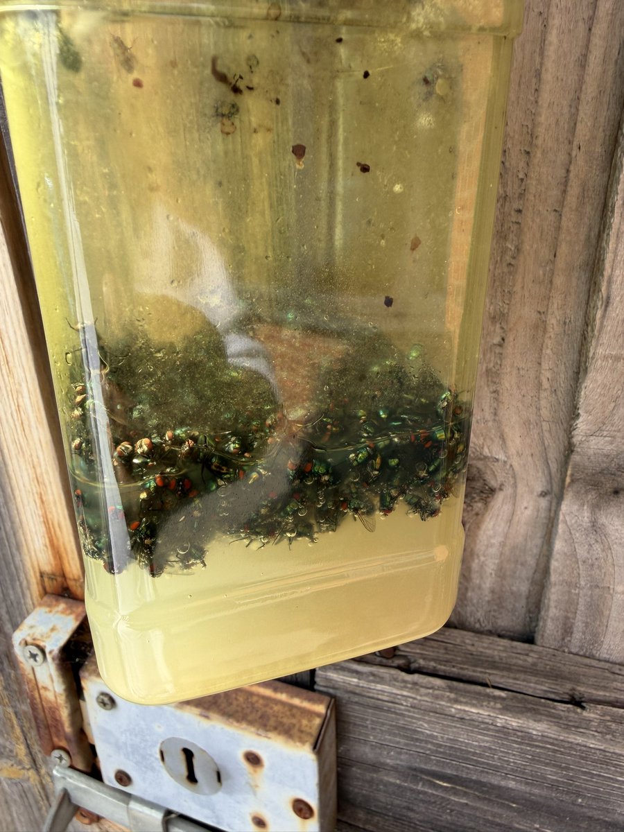Kamzy_YP's tweet photo. I don’t know if anybody here has fly problems this summer but I have found the solution to it. 

My only problem is that it works a bit too well 🤣 this is 24 hours work mind you https://t.co/RydOeDzTYW