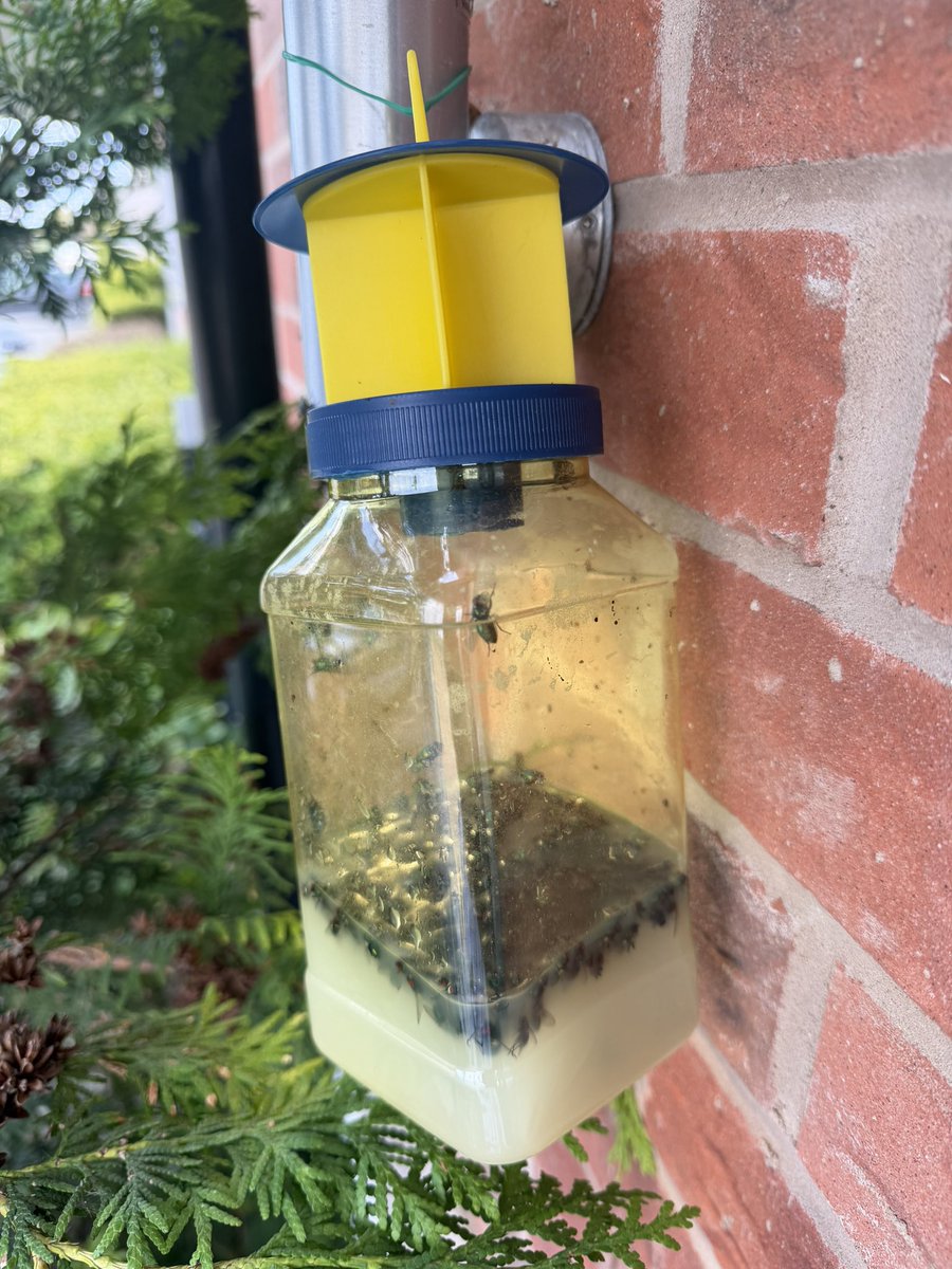 Kamzy_YP's tweet photo. I don’t know if anybody here has fly problems this summer but I have found the solution to it. 

My only problem is that it works a bit too well 🤣 this is 24 hours work mind you https://t.co/RydOeDzTYW