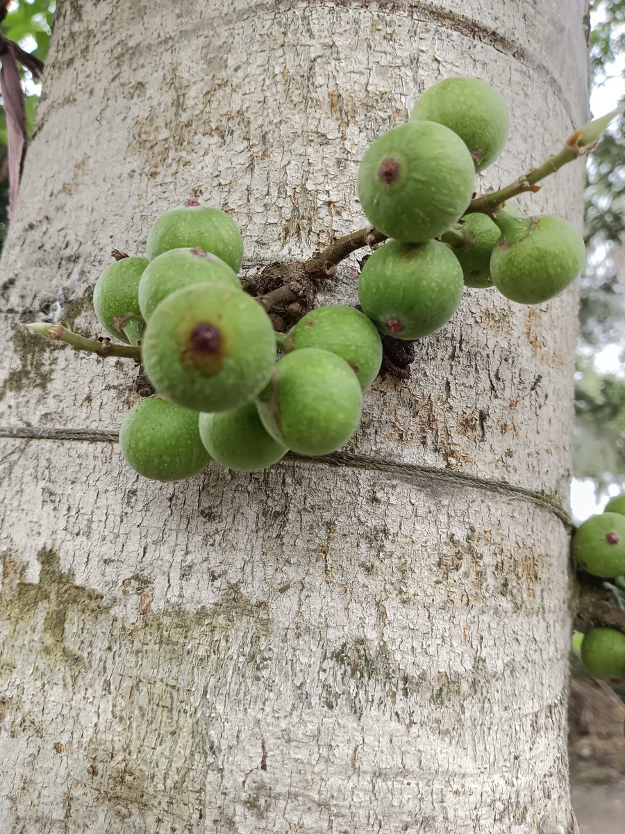 sarkar32150's tweet photo. Life grows where you least expect it 🌿
This Cluster Fig feeds birds, insects and humans.
In Sanatan, the Peepal and Fig are sacred.
Protect one tree = Protect 1000 lives 🙏
#WorldNatureConservationDay #HaritBharat #SanatanDharma 🇮🇳
#WorldNatureConservationDay #HaritBharat #GreenIndia #SaveNature
#PlantTrees #ClusterFig #Ficus #SacredTrees #SanatanDharma
#NaturePhotography #Biodiversity #IncredibleIndia #MotherEarth
#Bengal #Ecosystem