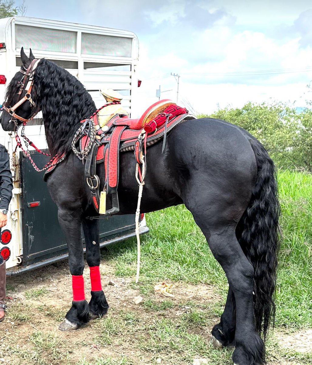 rcv04's tweet photo. Chuladas hijo y papá a ponerle nombre #Frison #Frisian de @RanchoStgo https://t.co/JCvVgpo4Bb