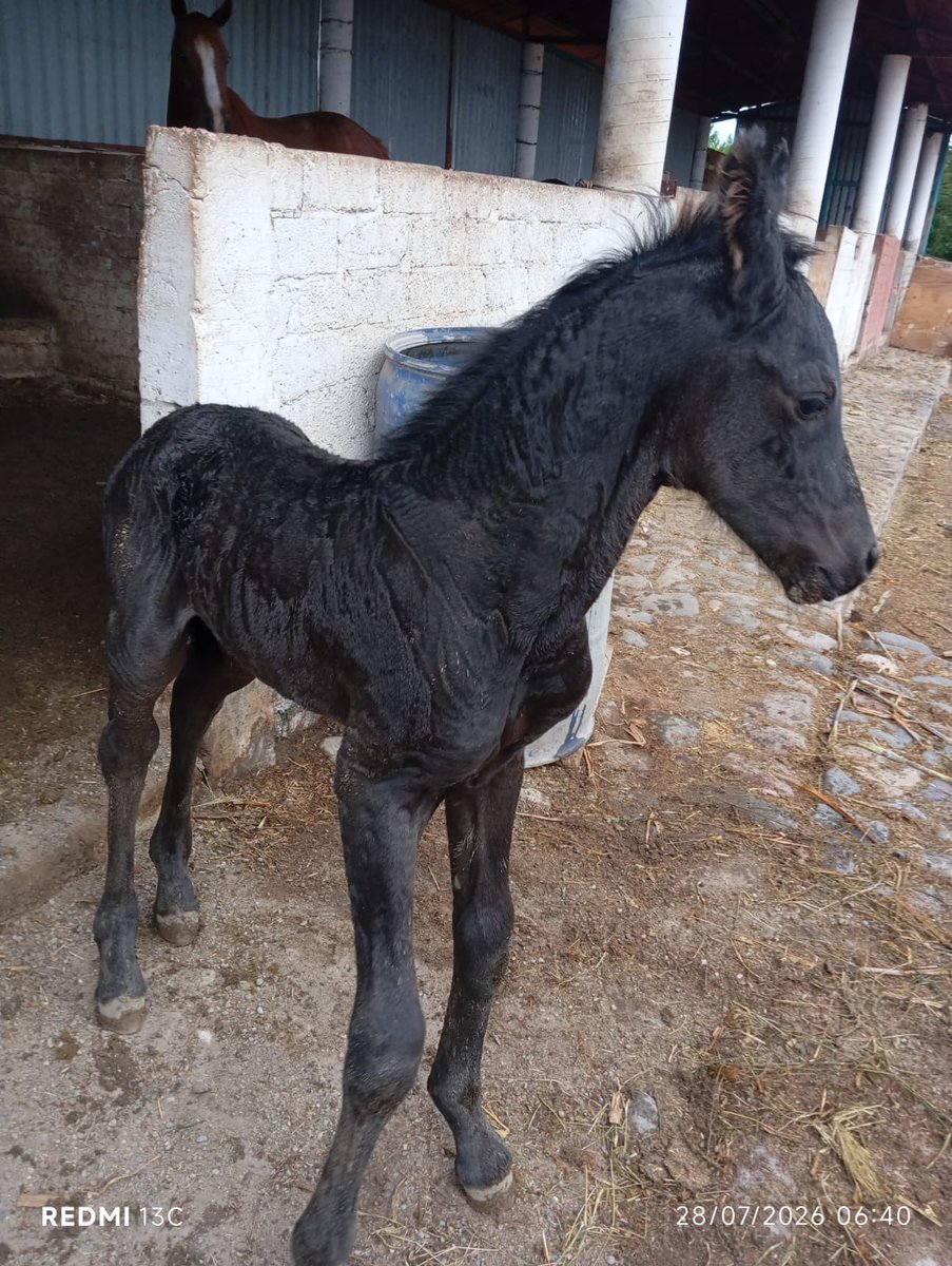 rcv04's tweet photo. Chuladas hijo y papá a ponerle nombre #Frison #Frisian de @RanchoStgo https://t.co/JCvVgpo4Bb